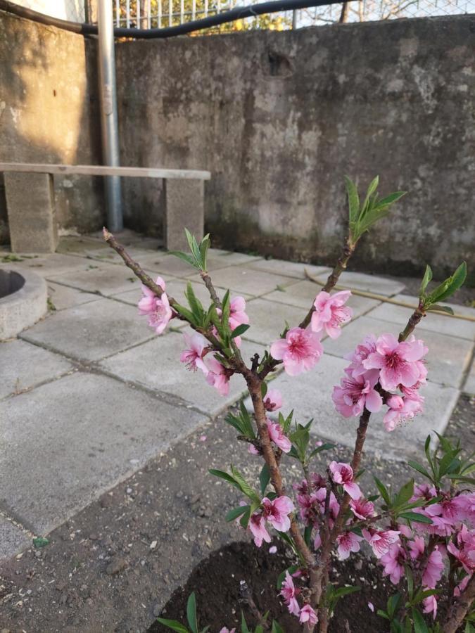 B&B Villa La Ginestra บอสโกเรอาเล ภายนอก รูปภาพ